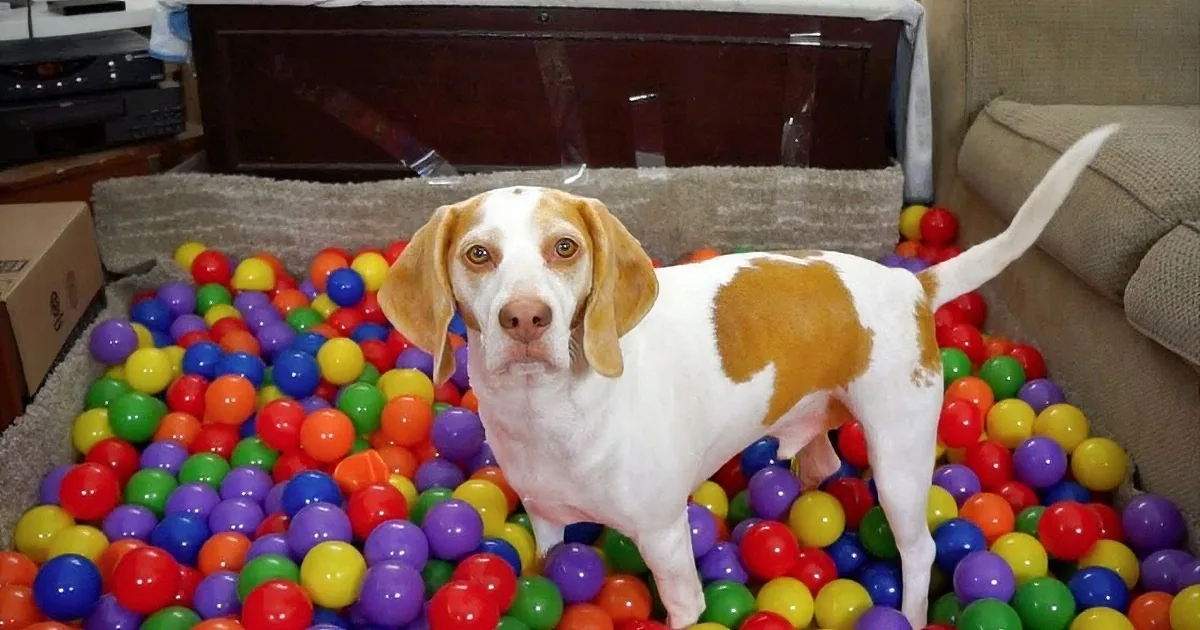 A beagle dog is surrounded by a colorful ball pit, looking curious and playful.