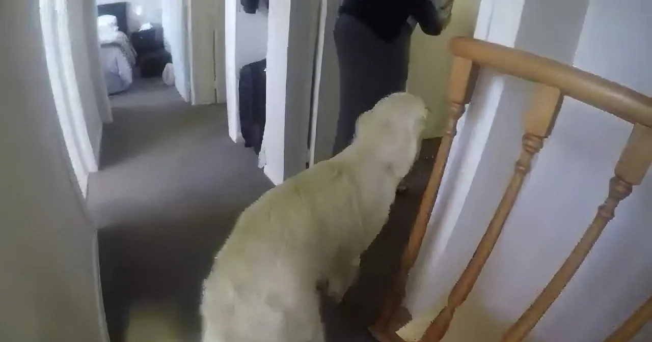 I Can''t Believe What This Dog Did When They Brought Their Newborn Baby Home for the First Time! Wow!