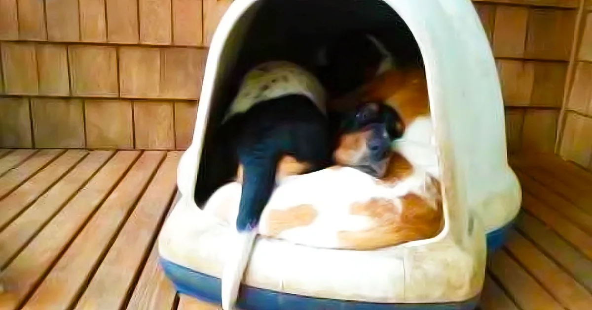 She Went Outside and Peeked in the Doghouse. What She Finds in There With Her Dog? No Way!