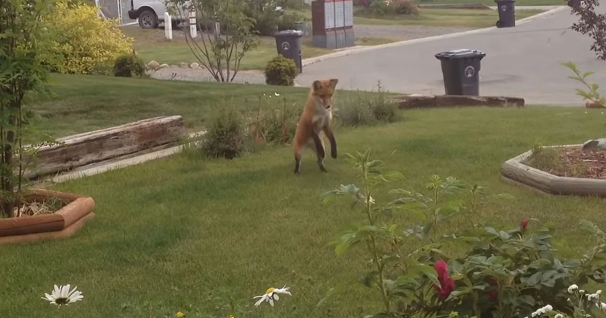 Dog Left His Favorite Toy Outside. What Came and Stole It? the Dog Got so Jealous!