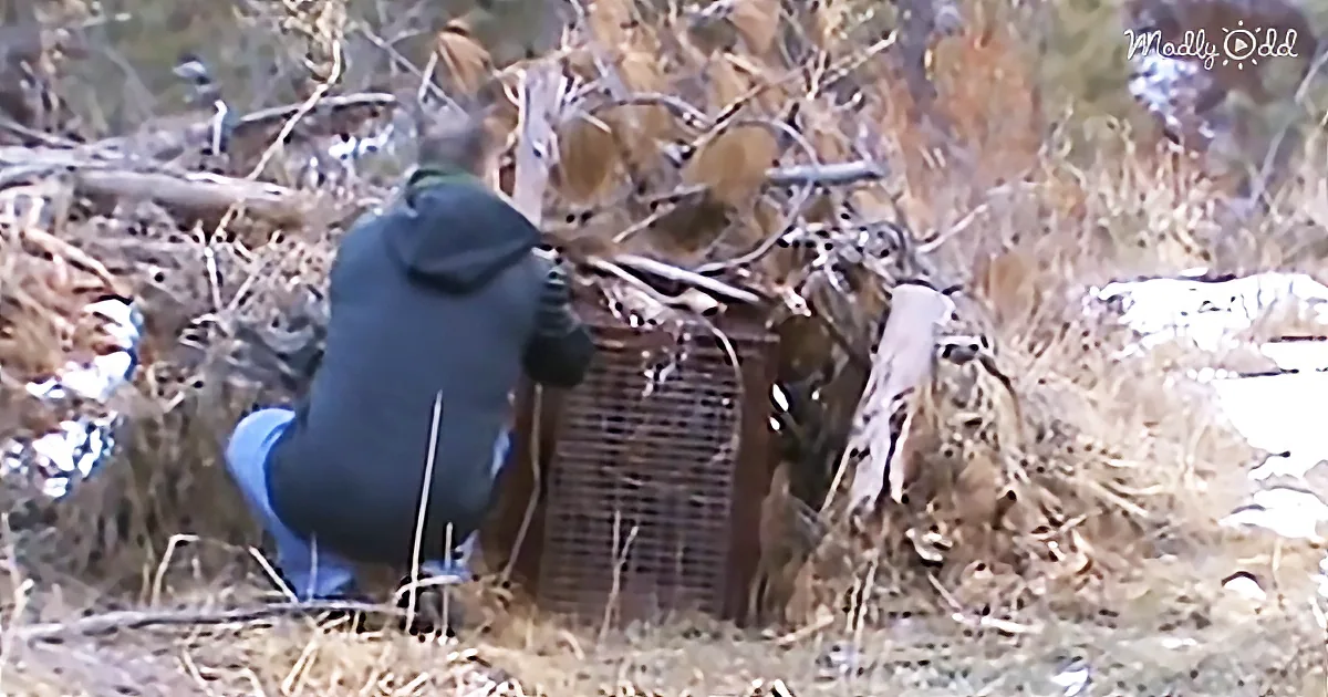 Teaching His Son to Build a Live Trap They Wound up Catching More Than They Anticipated