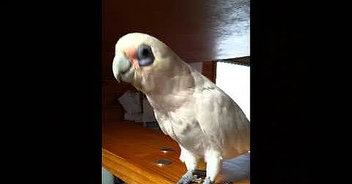 His Parrot Wanted to Go Outside. but His Owner Says No. What He Does in Revenge? Hilarious!