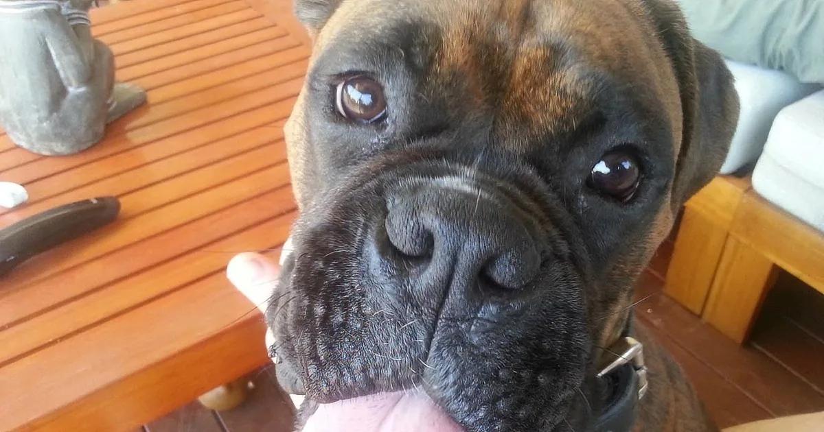 A close-up of a Boxer dog with a black collar, looking directly at the camera.