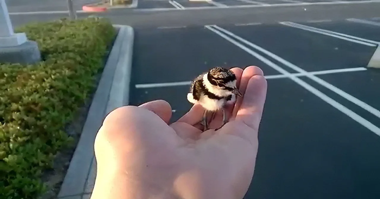 He Finds This Tiny Bird in a Parking Lot. What Happens When He Decides to Pick It up? Crazy!