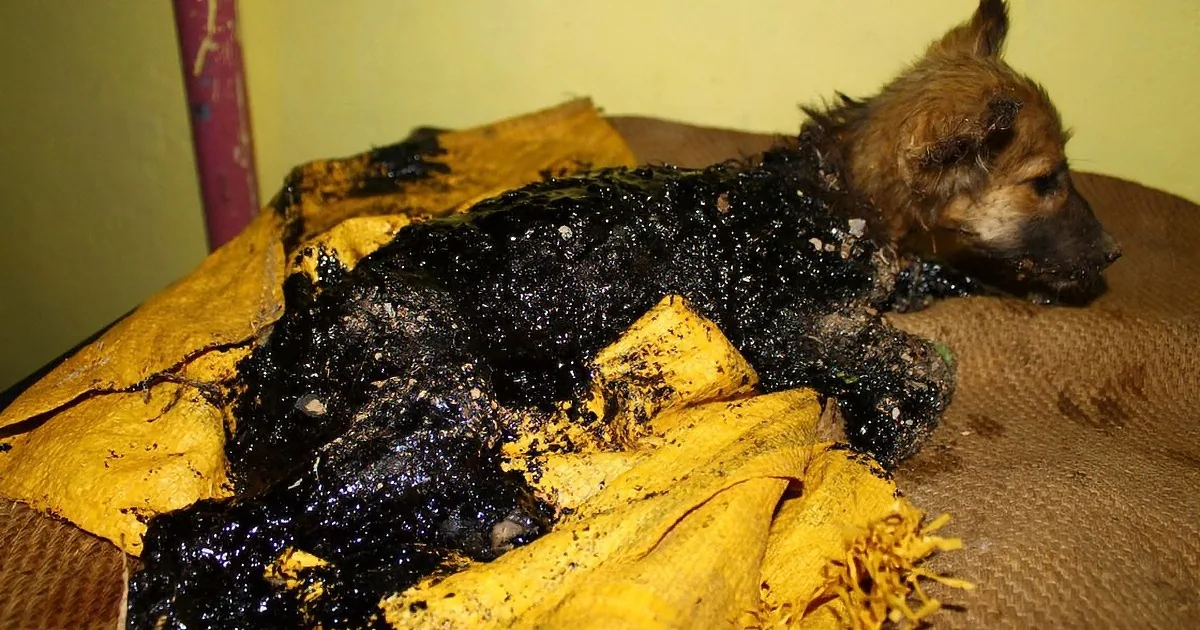 A dog is covered in black soot, lying on a yellow cloth, appearing distressed.