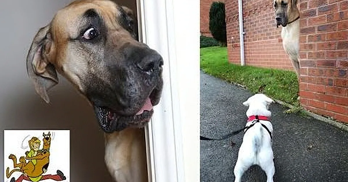 A Great Dane dog peers through a door, surrounded by images of the same dog in various poses.