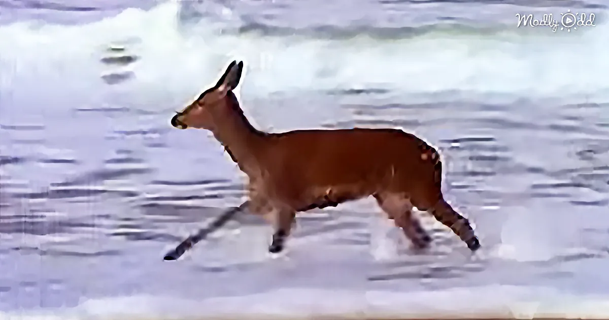 Deer Caught Dancing and Prancing in the Ocean Waves