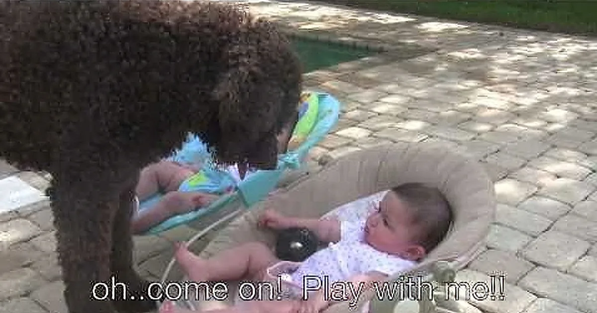 A dog sniffs a baby in a stroller on a paved patio.