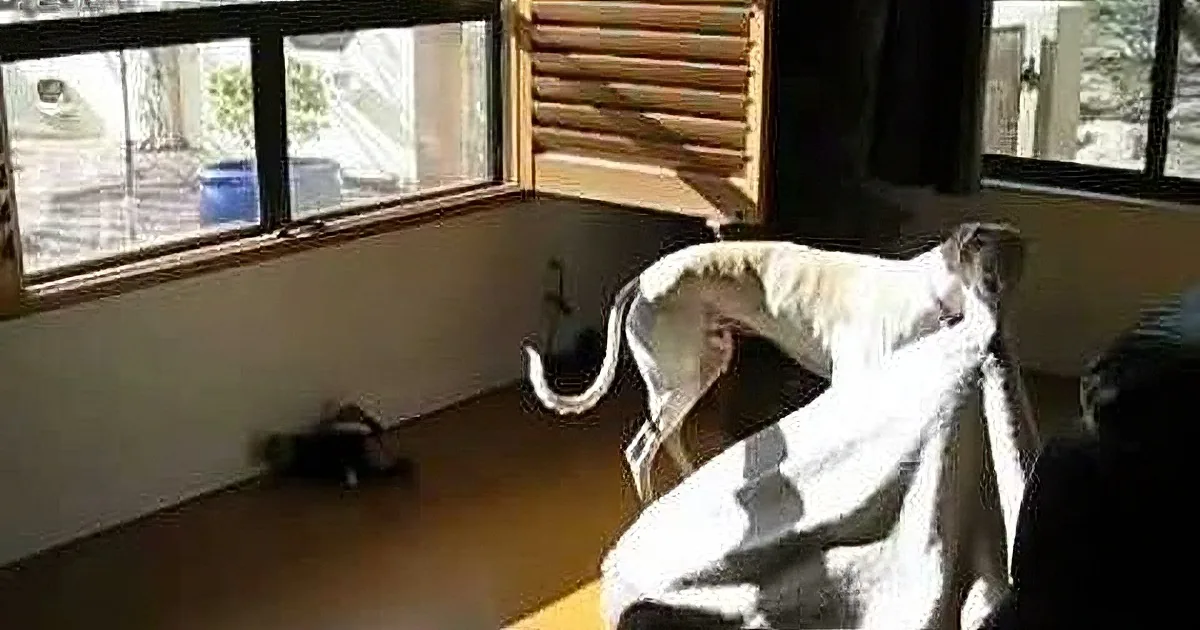 A dog is playfully interacting with a toy on a wooden floor near a window.