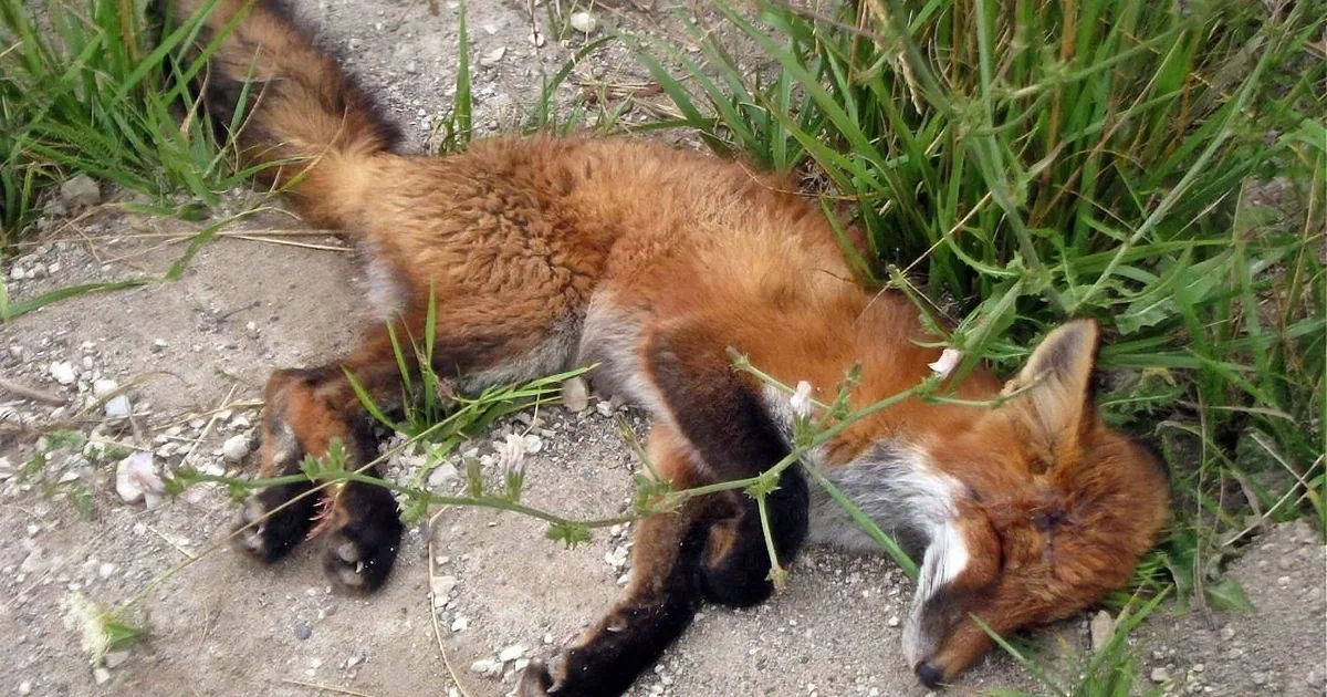 They Stumble Upon This Dead Fox. Then They Pray. What Happens Next? Amazing!