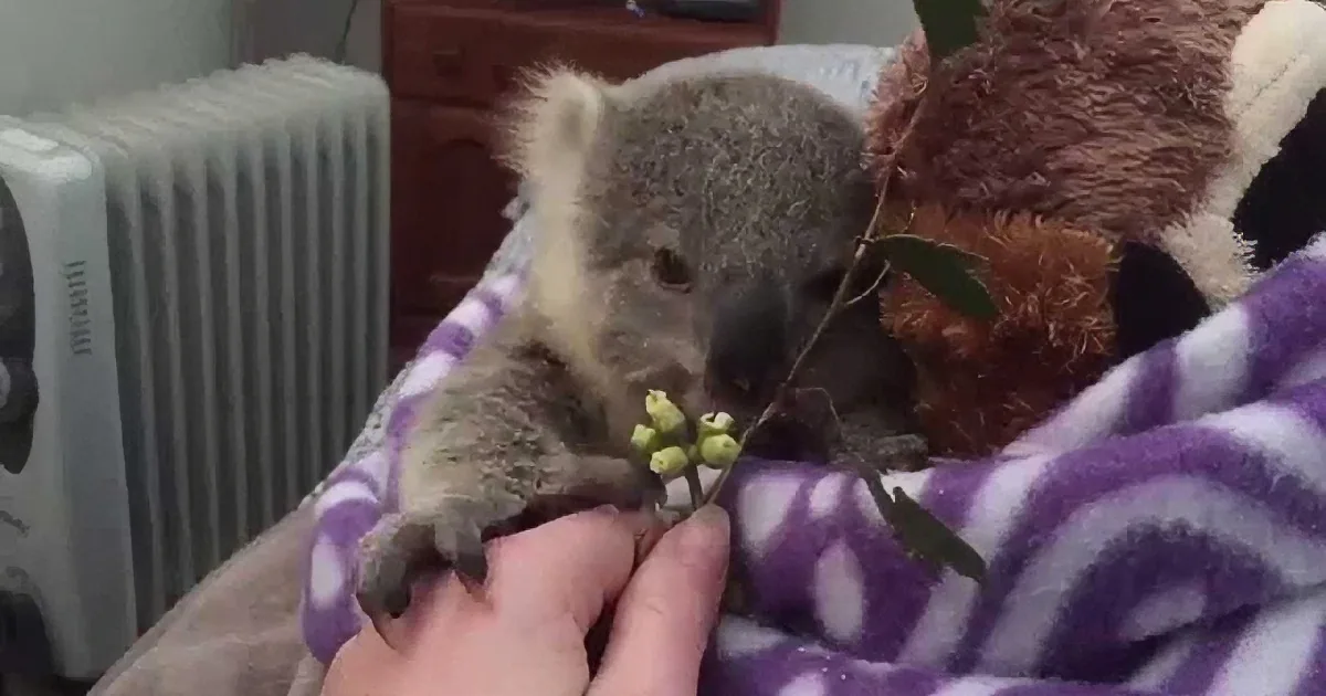 A koala joey is being fed leaves by a person on a purple and white blanket.