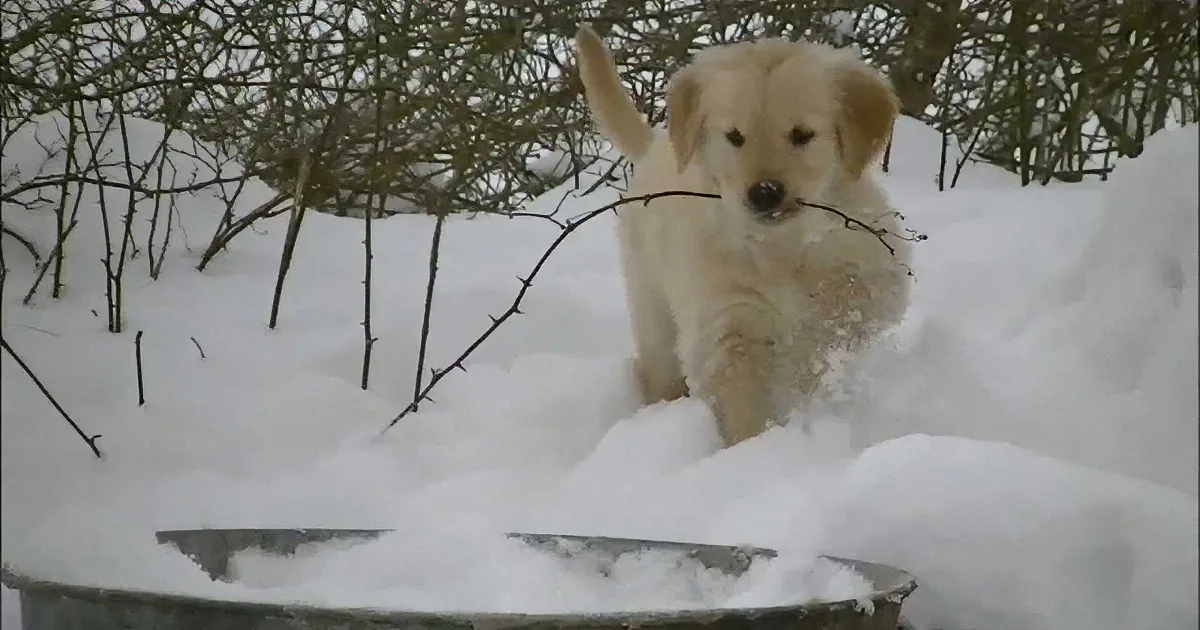 These Little Puppies Are Enjoying Their 1st Time in the Snow. Their Next Move? so Cute!
