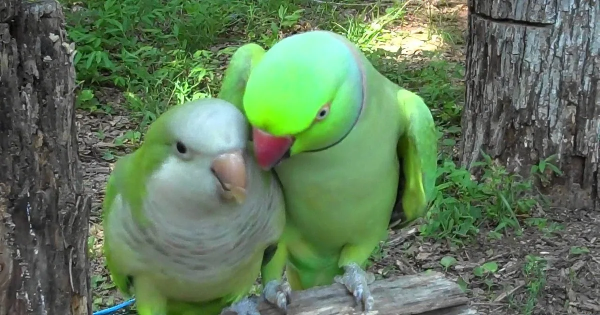 He Shamelessly Asks for a Kiss... When His Friend Doesn''t Respond? He''ll Leave You in Stitches!