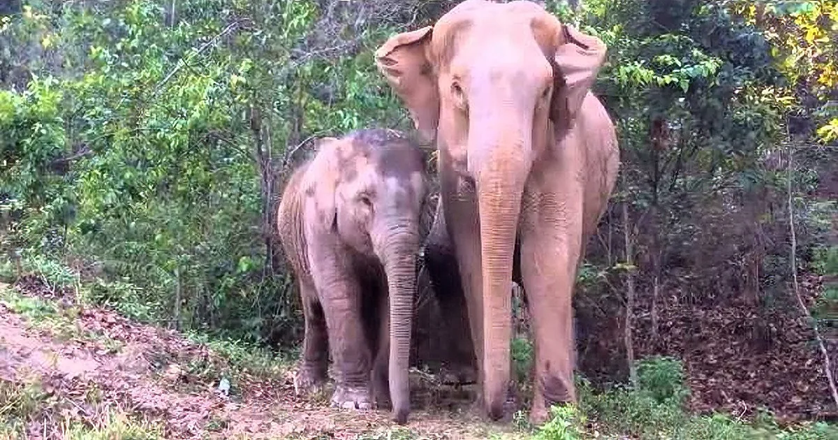 He Was Sold Into *Slavery* but Was Just Rescued. When She''s Reunited With Her Mom...Wow!