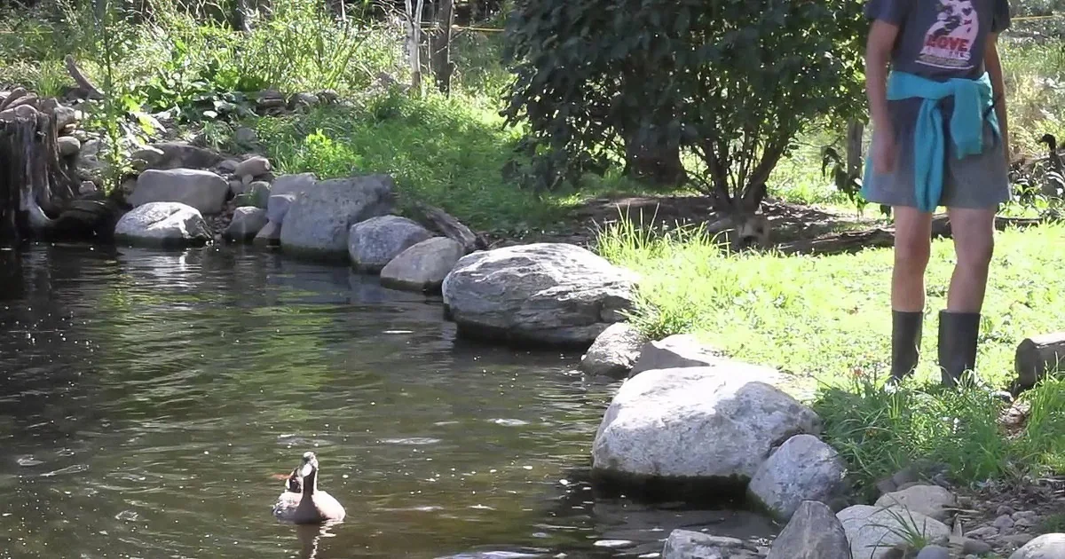 These 14 Ducks Lived Their Entire Life in a Hoarding Case. When They Get Released? LOL!