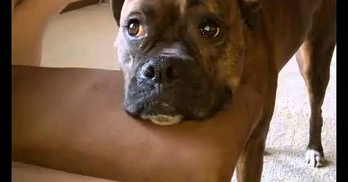 When She Refused to Play With Her Dog, the Dog Says This and I Can''t Stop Cracking Up