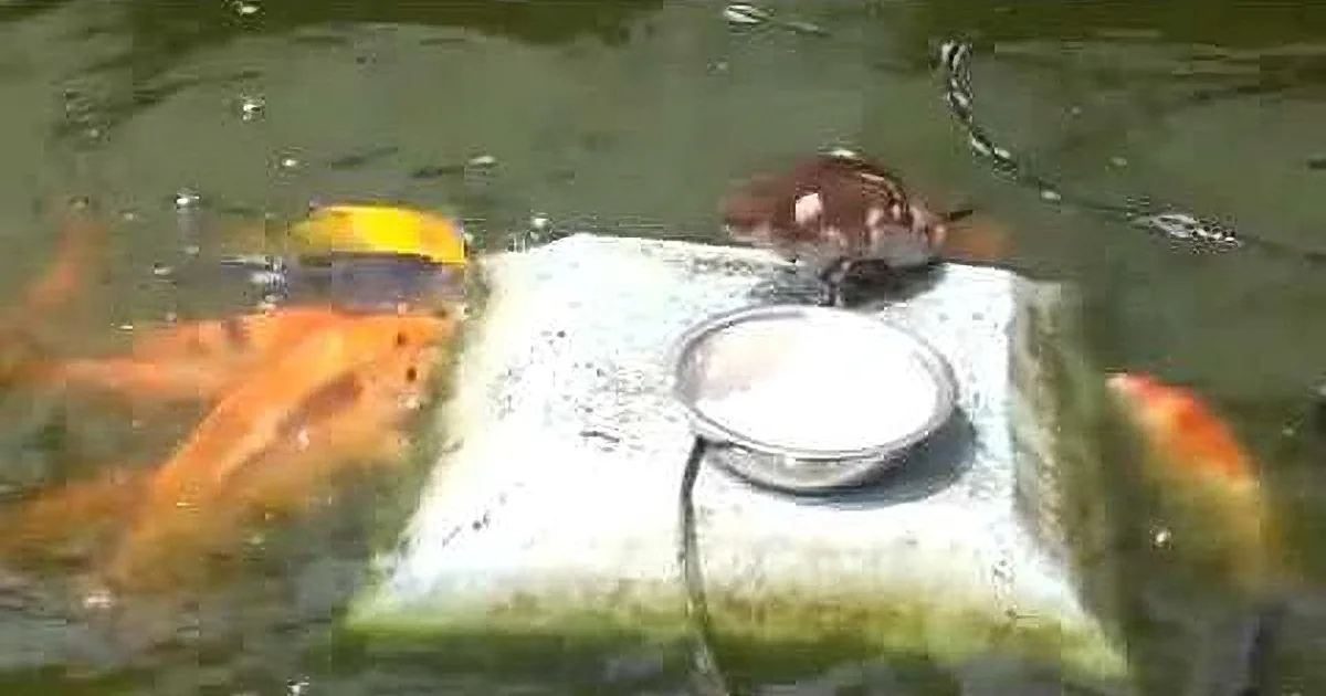 Baby Duck Is Surrounded by Ravenous Fish. What It Does Next Is Mother Nature at Its Finest