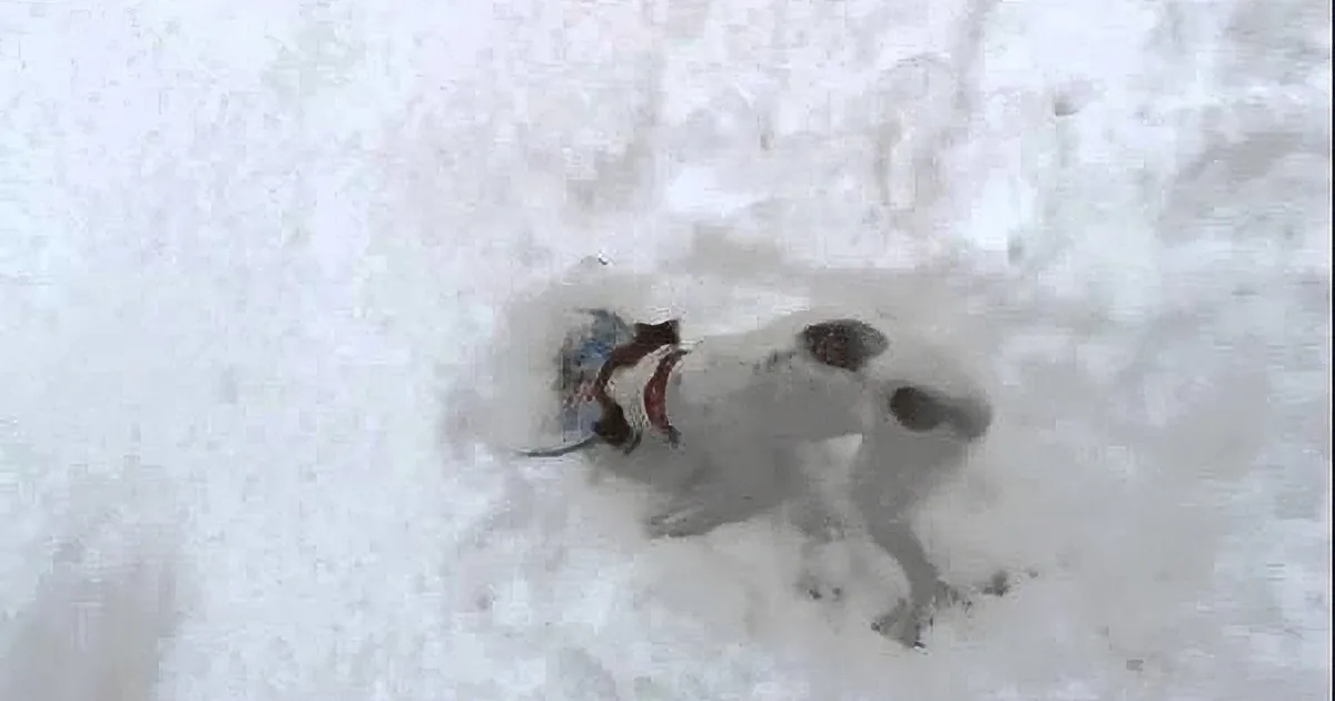 Dad Went out to Shovel Snow --It Was This Dog''s Next Move That Had Mom in Stitches!