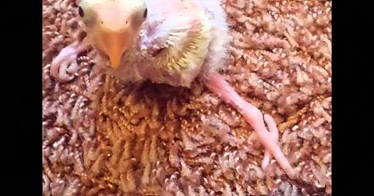 Born With Defective Legs, This Baby Bird Was Ignored by His Parents; How He Survived? Miraculous!