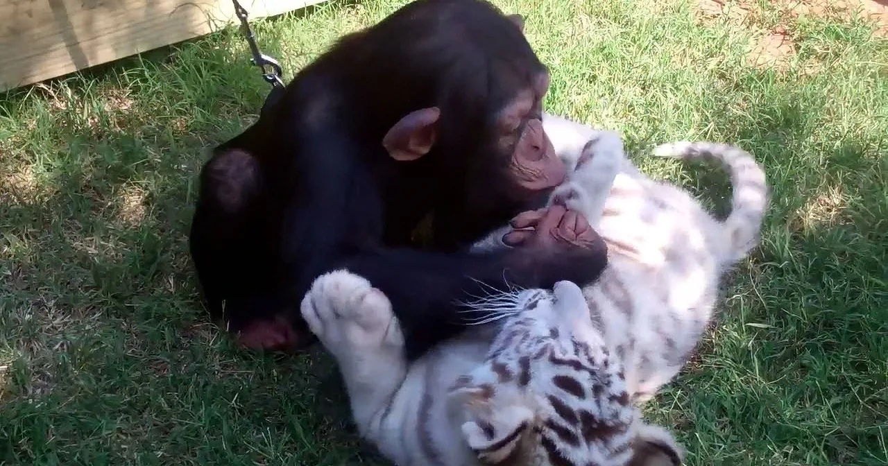 What Happens When You Put a Baby Chimp, 2 Tiger Cubs, and a Wolf Pup Together?