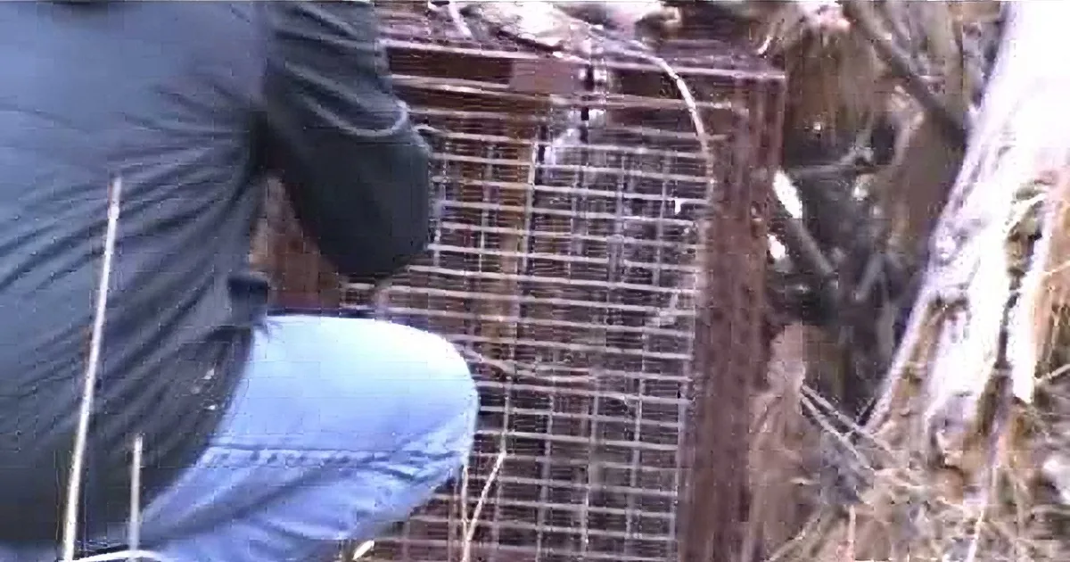 When He Opened up the Trap, He Almost Had a Heart Attack After Seeing This Staring Back at Him!
