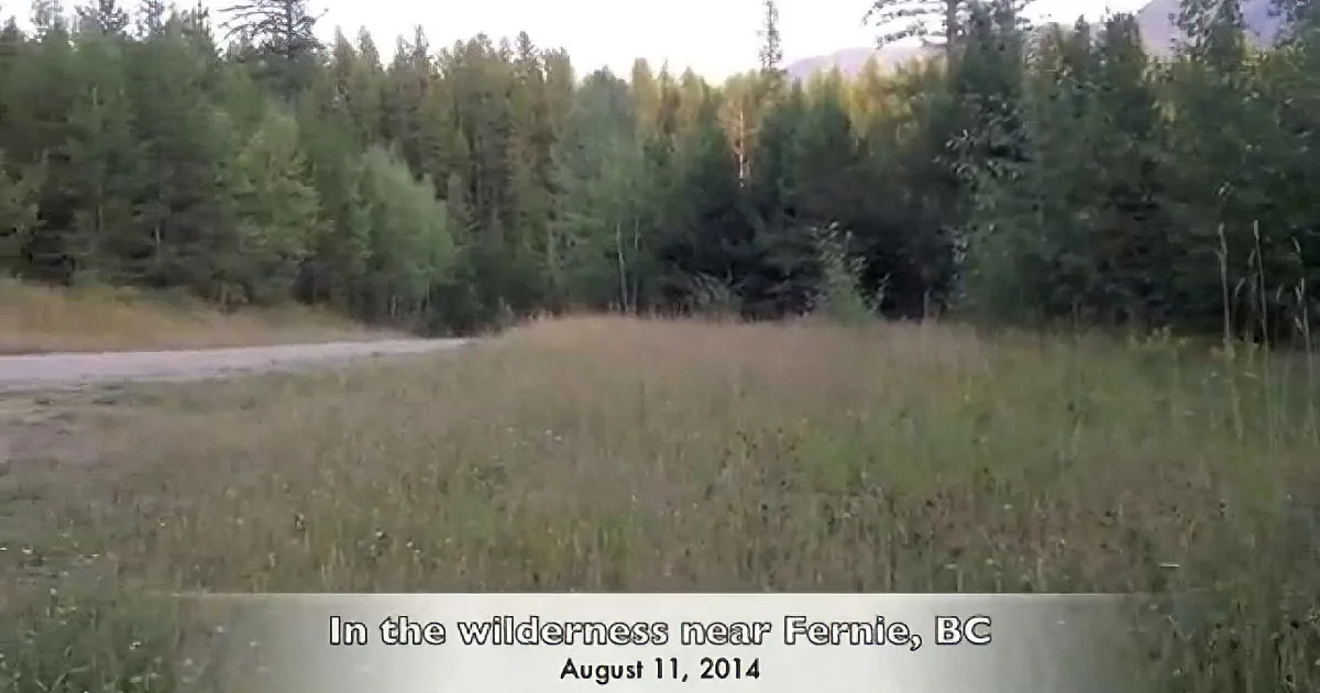 A grassy field with a dirt path and dense forest in the background, near Fernie, BC.