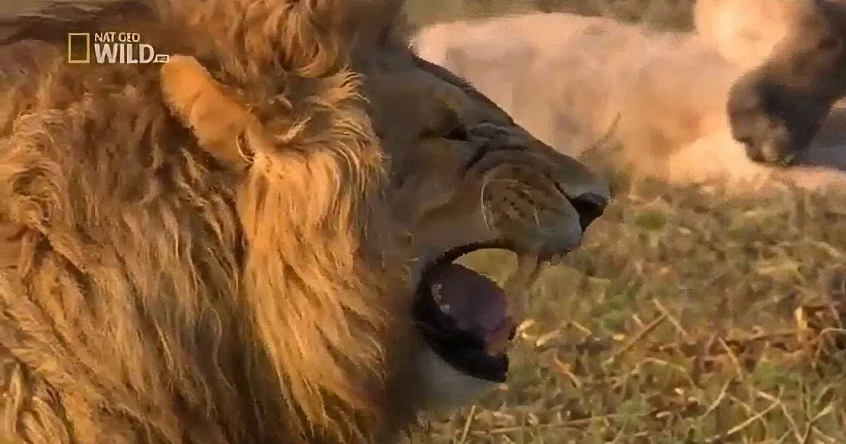 A lion with a bird perched on its beak, set against a grassy background.
