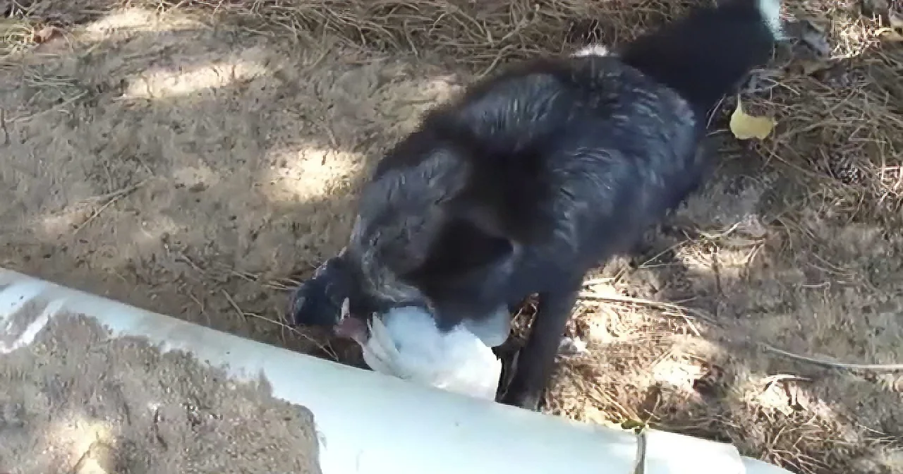 He Catches a Fox Eating His Prey. but When the Fox Does This the Man Behind the Camera Loses It!