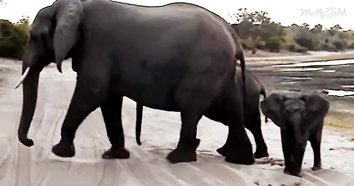 Baby Elephant Stops in His Tracks to Sneeze and Scares Himself Into a Run