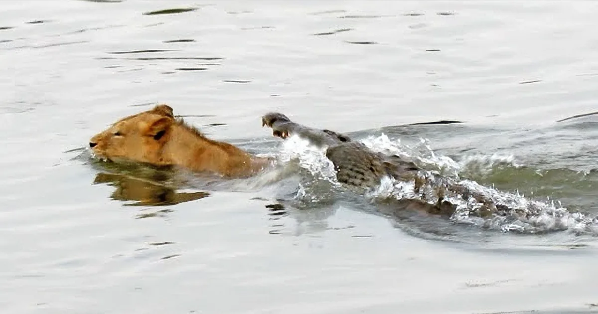This Type of Attack in Mother Nature Has Rarely Ever Been Filmed Before