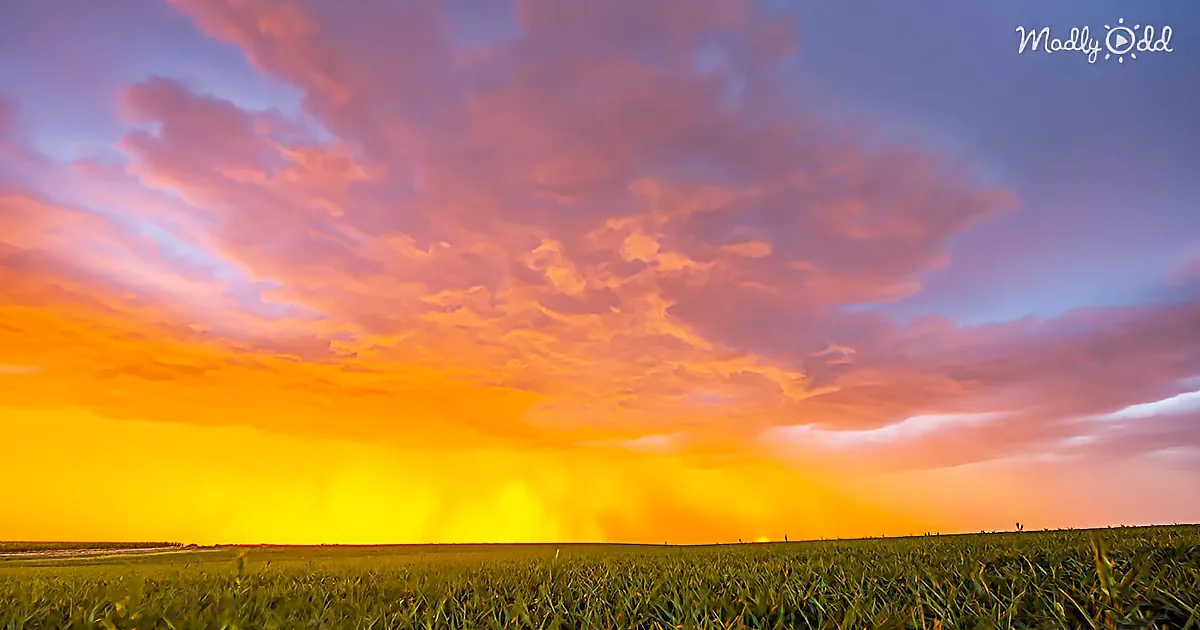 A vibrant sunset paints the sky with hues of orange and pink, casting a warm glow over a lush green field.