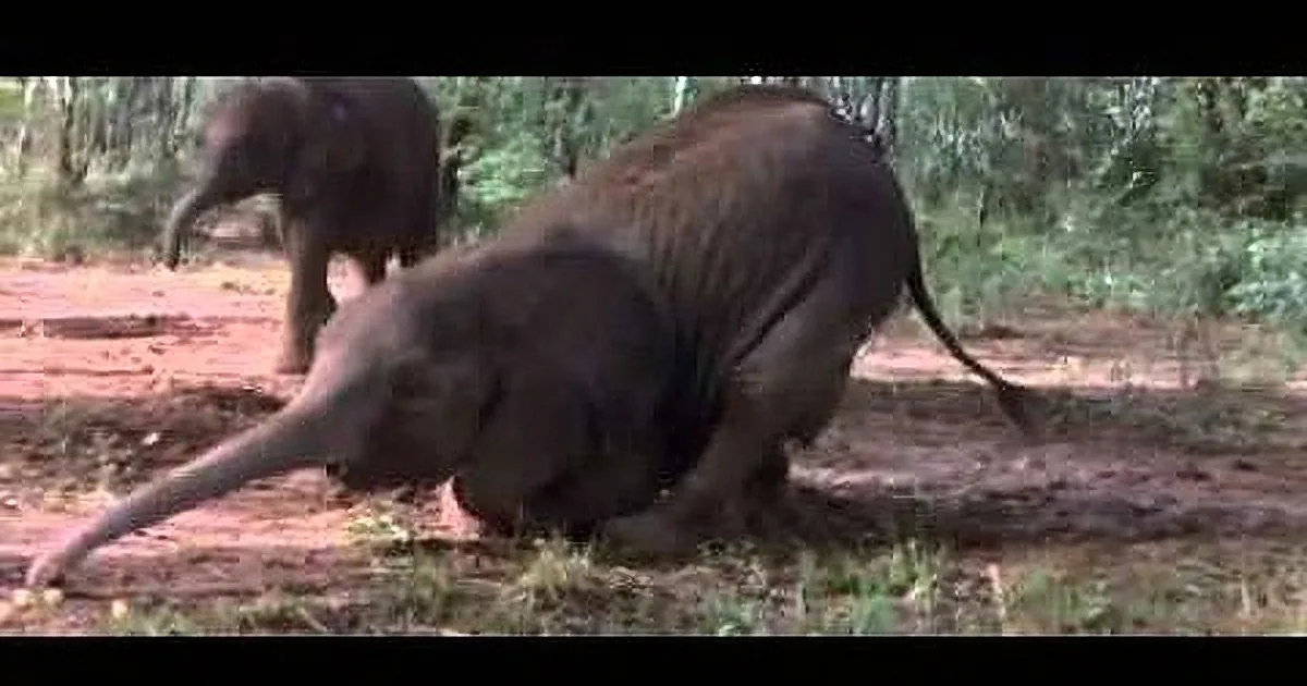 A baby elephant is playfully rolling on the ground in a forest setting.