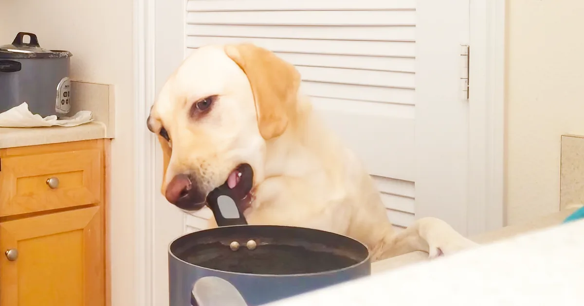 A yellow Labrador retriever is sitting in a kitchen, holding a black spatula in its mouth.