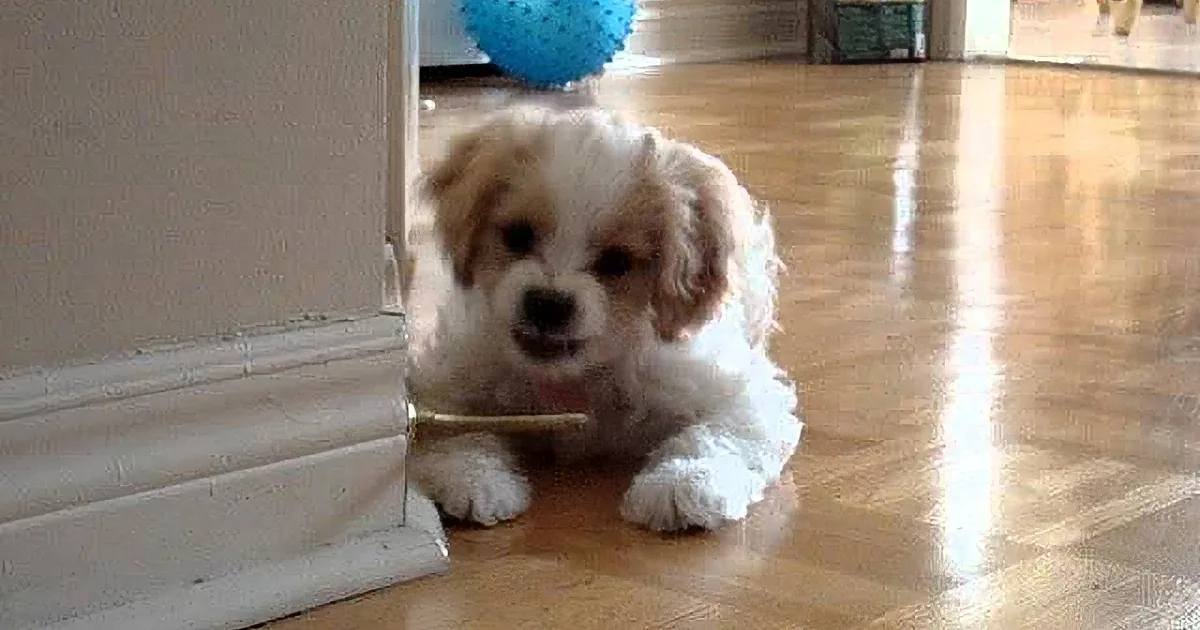 A fluffy white and brown puppy with a blue ball in the background is lying on a wooden floor.
