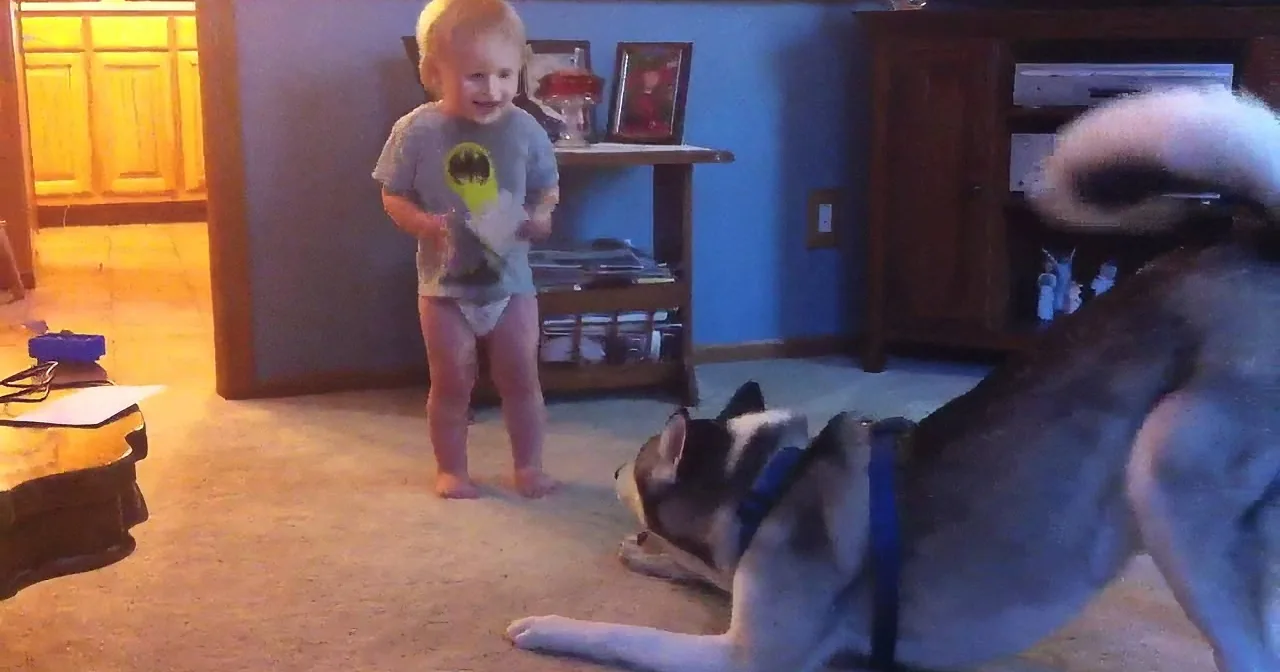 I Couldn''t Believe What Happened Just Seconds After This Baby Ran up to This Giant Dog...