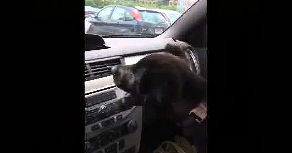 The Moment This Dog Experiences Air Conditioning for the Very First Time, Hilarious!