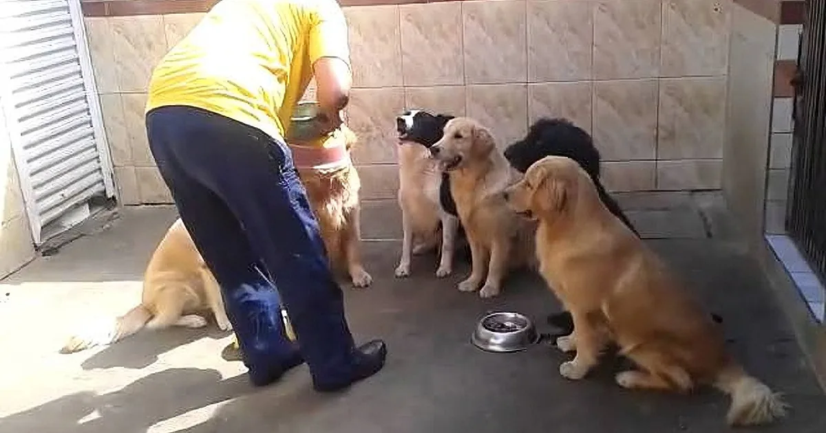 A person in a yellow shirt feeds a group of golden retrievers and a black dog in a tiled area.