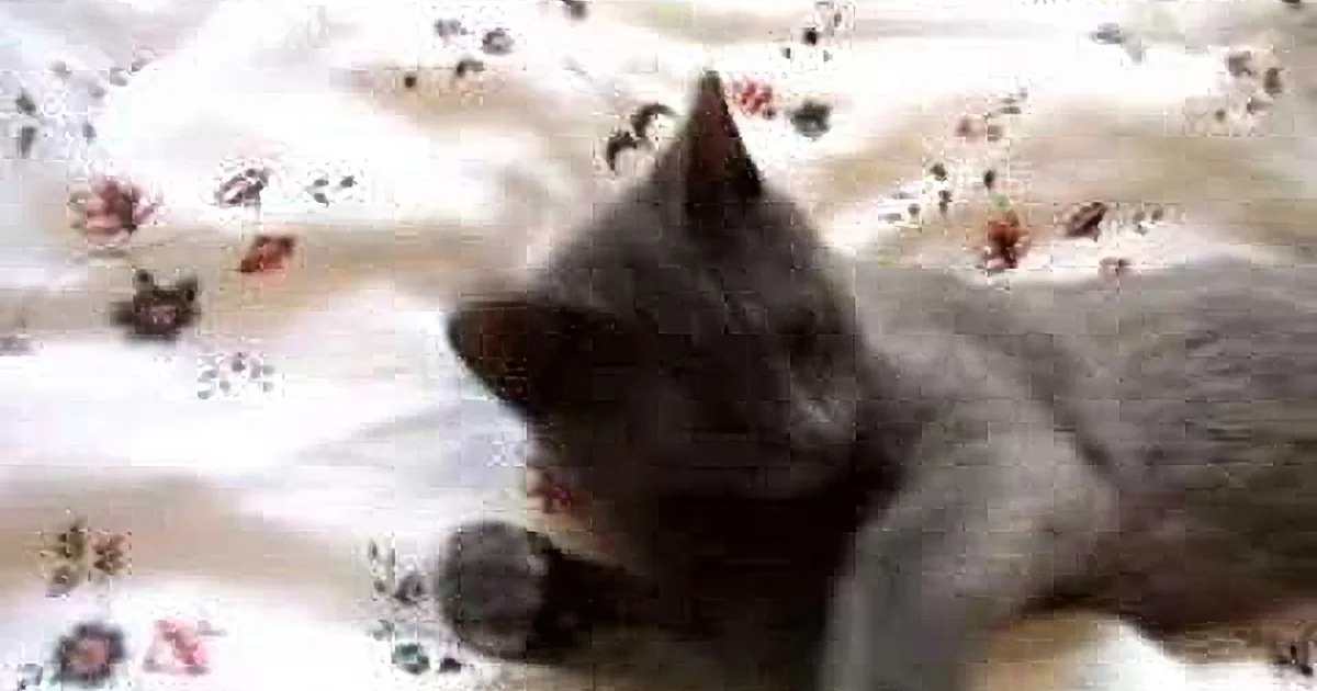 A gray cat is lying on a white floral-patterned blanket, looking to the side with its head slightly tilted.