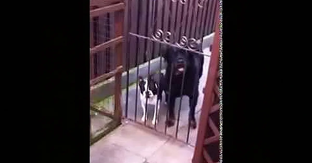 He Walks up to His Dog and Says One Word. What Happens Next? LOL!