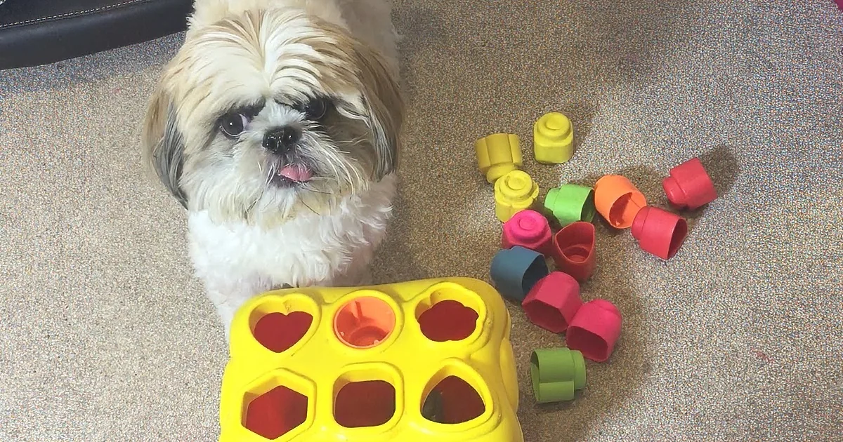 A fluffy white dog with a curious expression sits beside a colorful puzzle toy on a carpeted floor.