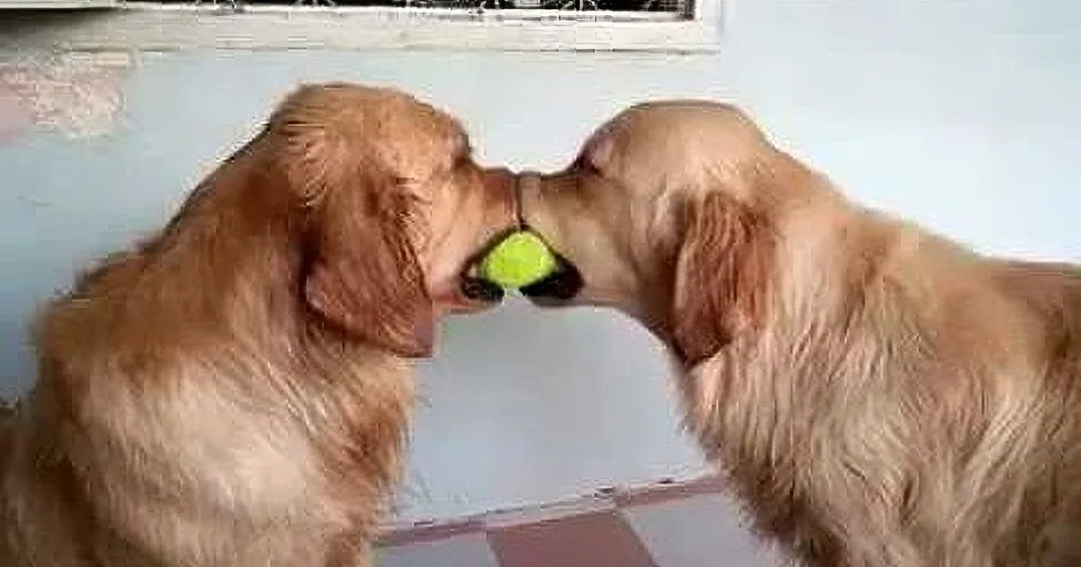 Two golden retrievers share a playful moment, each holding a tennis ball in their mouths.