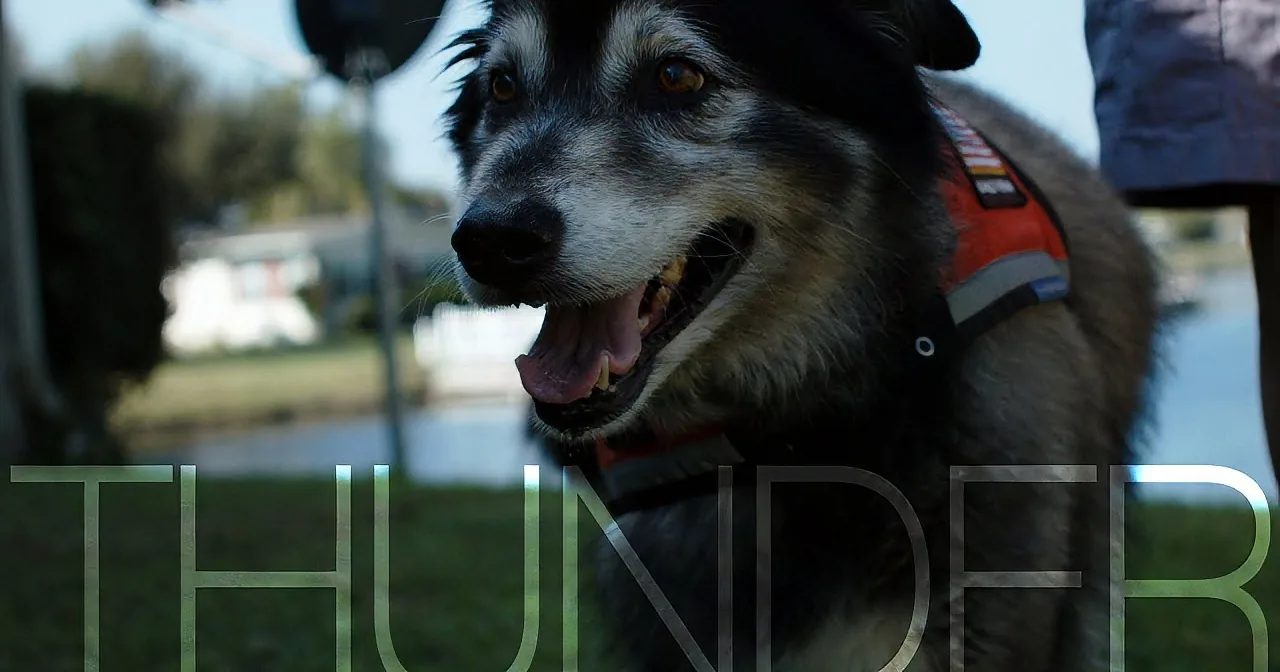 When This Vet Suffered a Stroke, He Got a Service Dog. Never Did He Expect This to Happen!