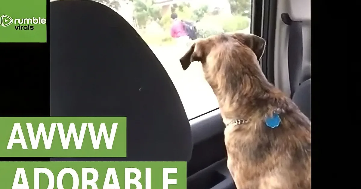 A dog with a blue collar sits in a car, looking out the window, with "AWWW ADORABLE" text overlaid.