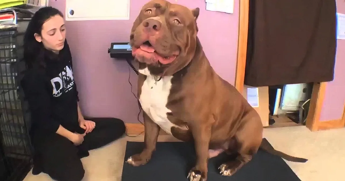 No One Believed Us Until We Made This Dog Step on the Scale. What It Showed? Oh My God