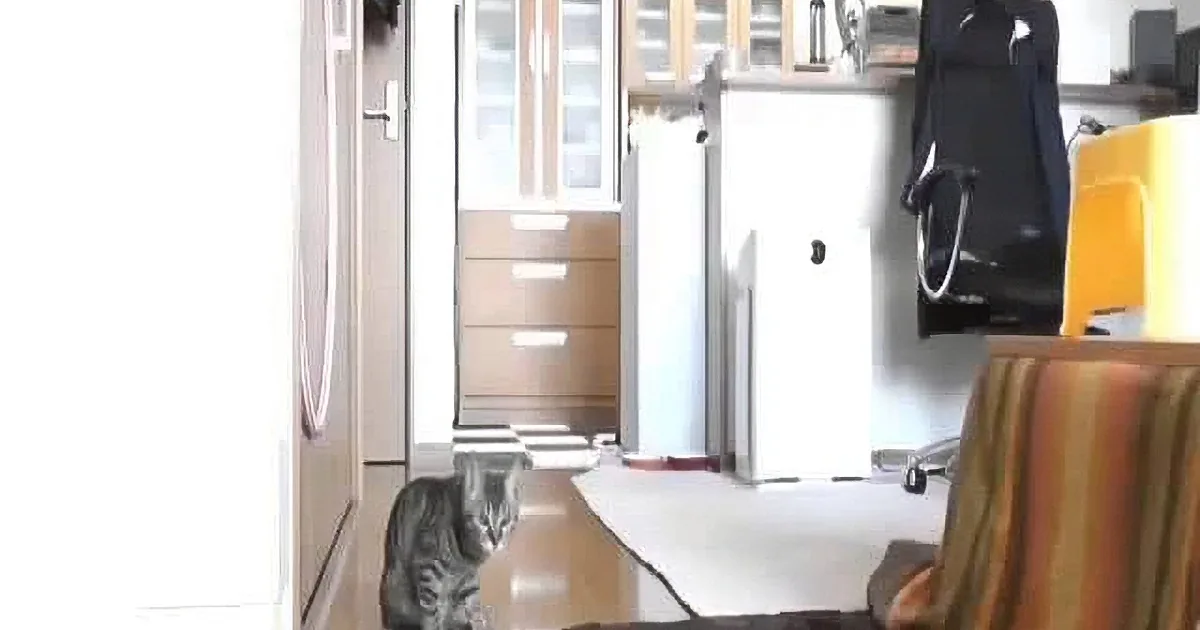 When He Throws a Ball at This Cat, No One Expected the Cat to Turn Around and Do This!