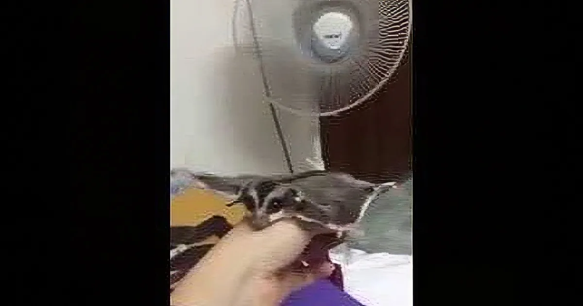 She Takes Her Pet out of the Cage at the Exact Moment a Fan Starts Blowing. What Happens? so Funny!