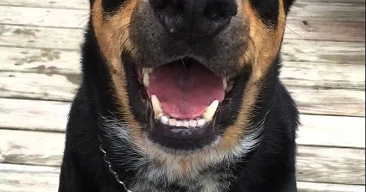 A happy dog with a black and brown coat, wearing a collar, smiles widely with its mouth open, showing its teeth.