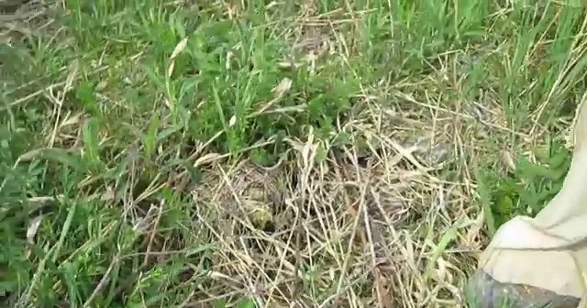 Everyone Was Excited He Caught the Little Fish - Then This Creature Came out of Nowhere to Steal It