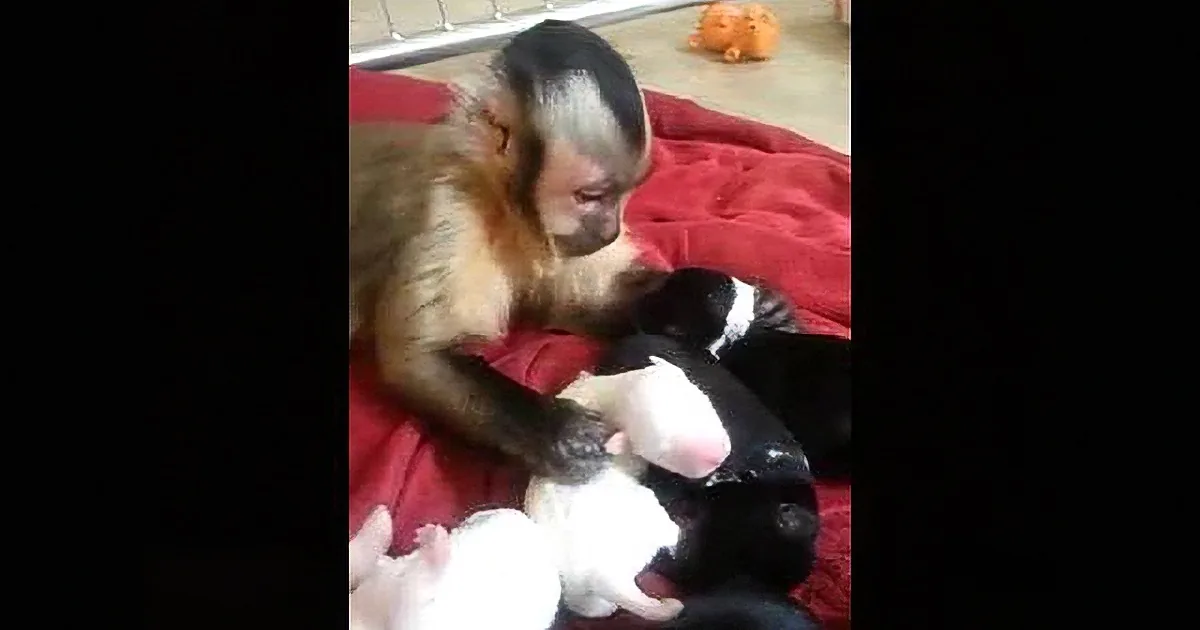 I Was Nervous When a Monkey Got Close to My Puppies, but Then This Happened and Made My Day!