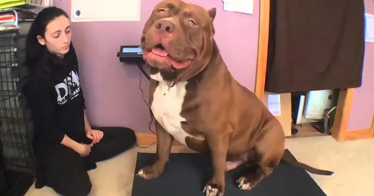 A brown and white pit bull sits on a mat, looking up with its tongue out, next to a person in a black hoodie.